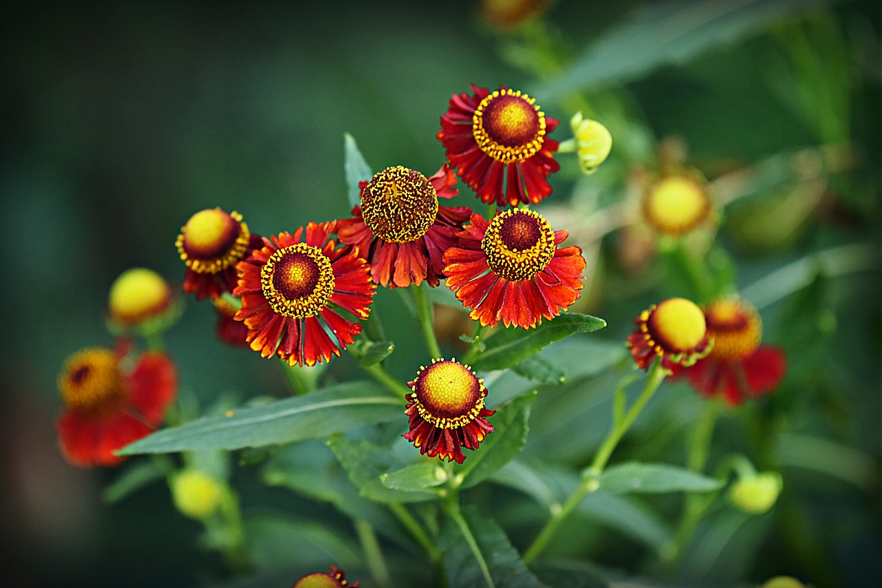 梦幻花园今日遭遇小插曲，别急，我们一起来找解决之道！