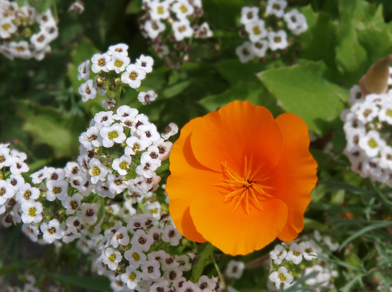 野花在线一区: 重拾自然与梦想的诗意之旅