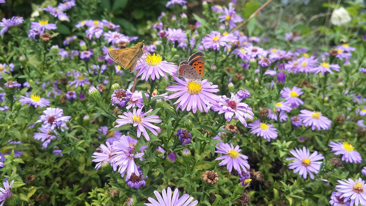 丁香花在线观看免费观看: 如何找到最佳观看平台